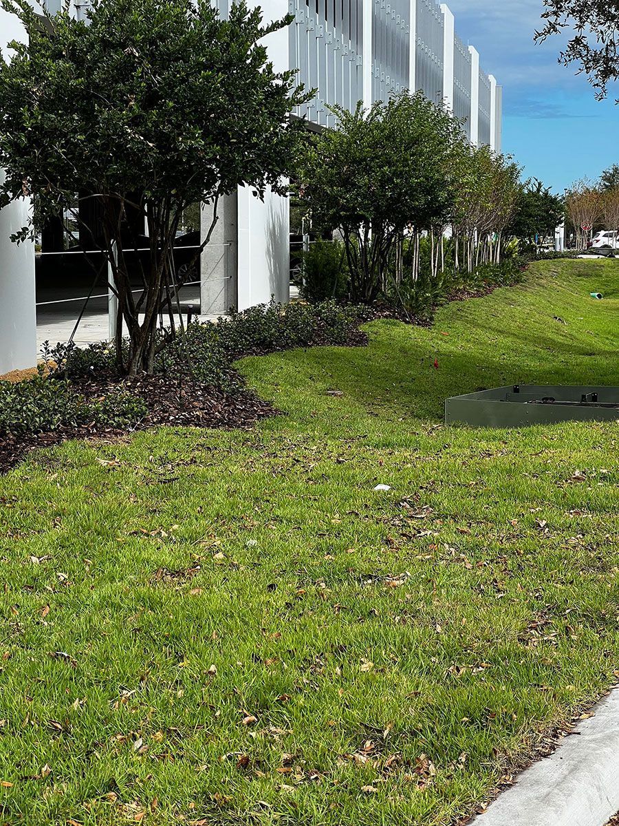 green grass with plants on the side