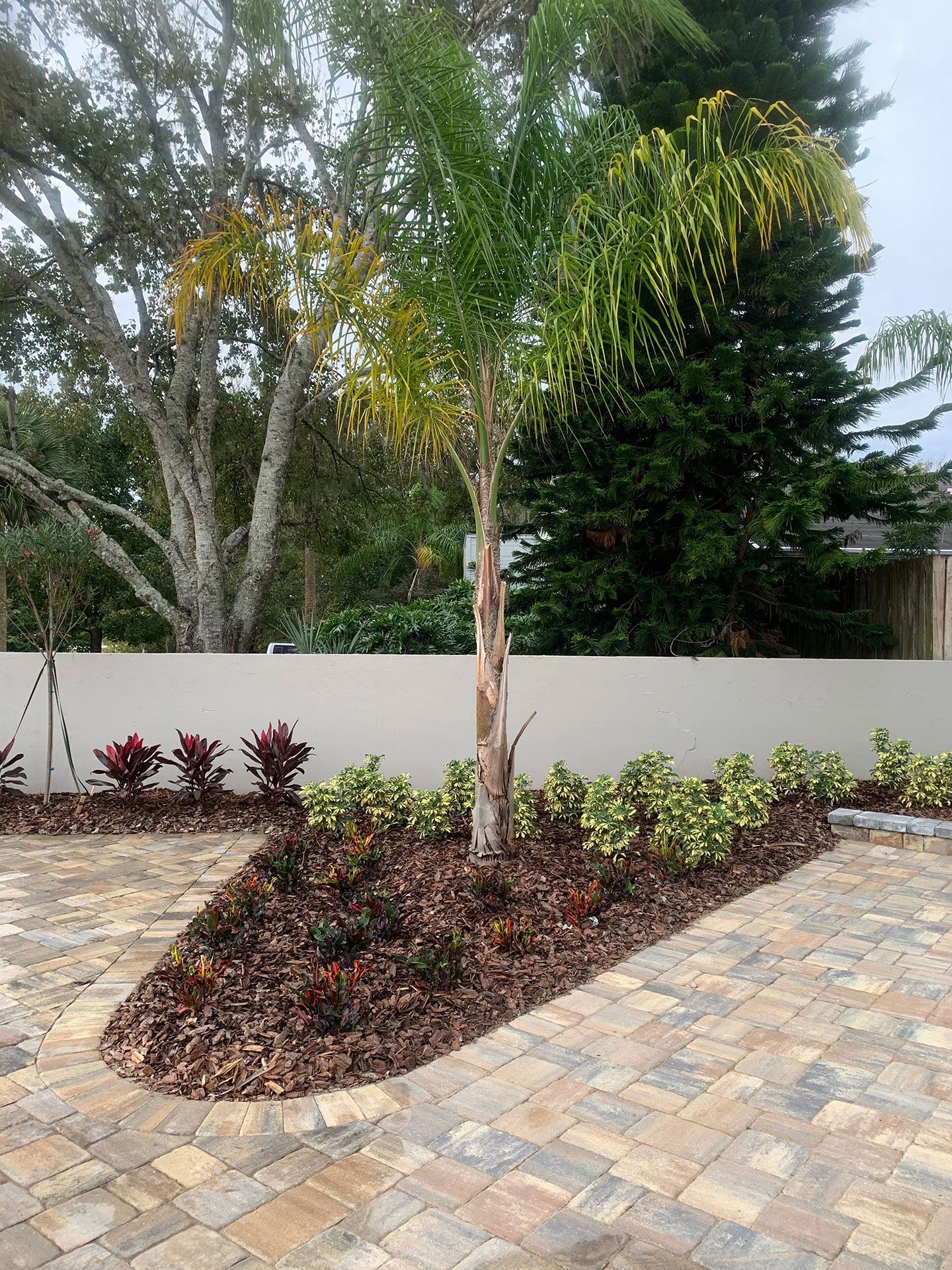 palm tree surrounded by small plants