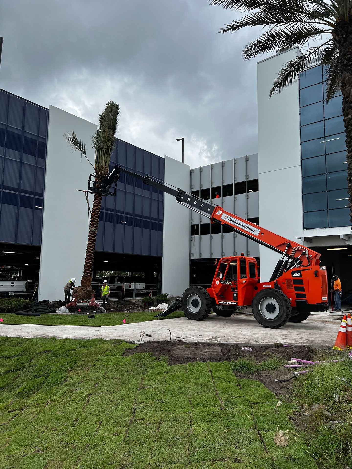 palm tree planting with heavy equipment
