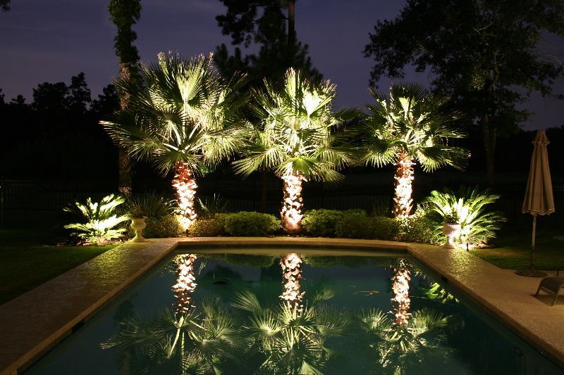 lighted palm trees by the pool
