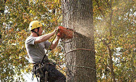 Learn More About Tree Removal tree removal