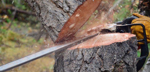 Tree Removal Tree Cutting Shartlesville Pa