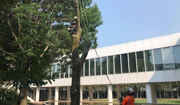 commercial tree removal