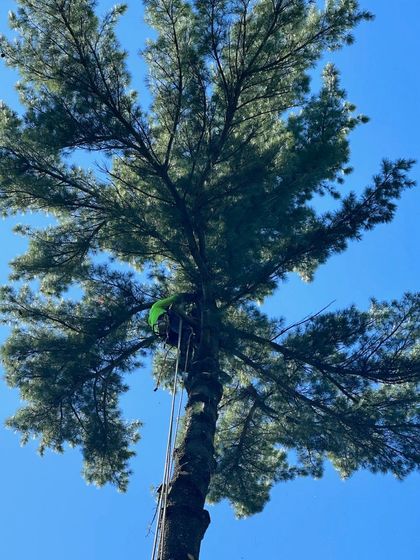 Tree removal