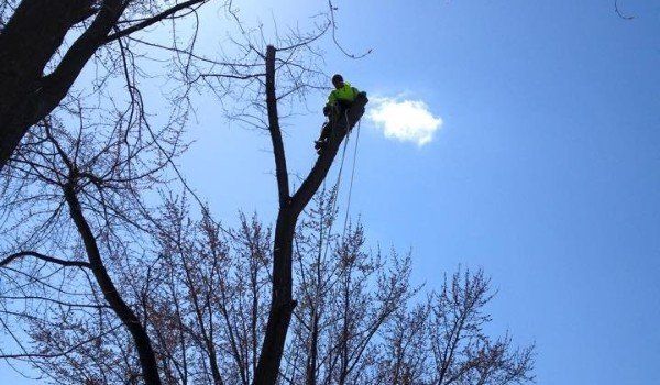 Local Tree Service, Tree Removal Service - Same Day Pros