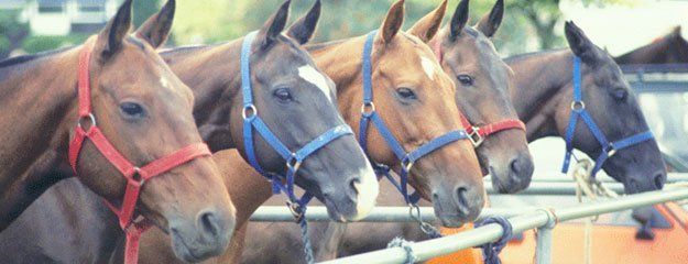 Horse Insurance Applications Excalibur Insurance Agency Horse Insurance Applications Excalibur Insurance Agency