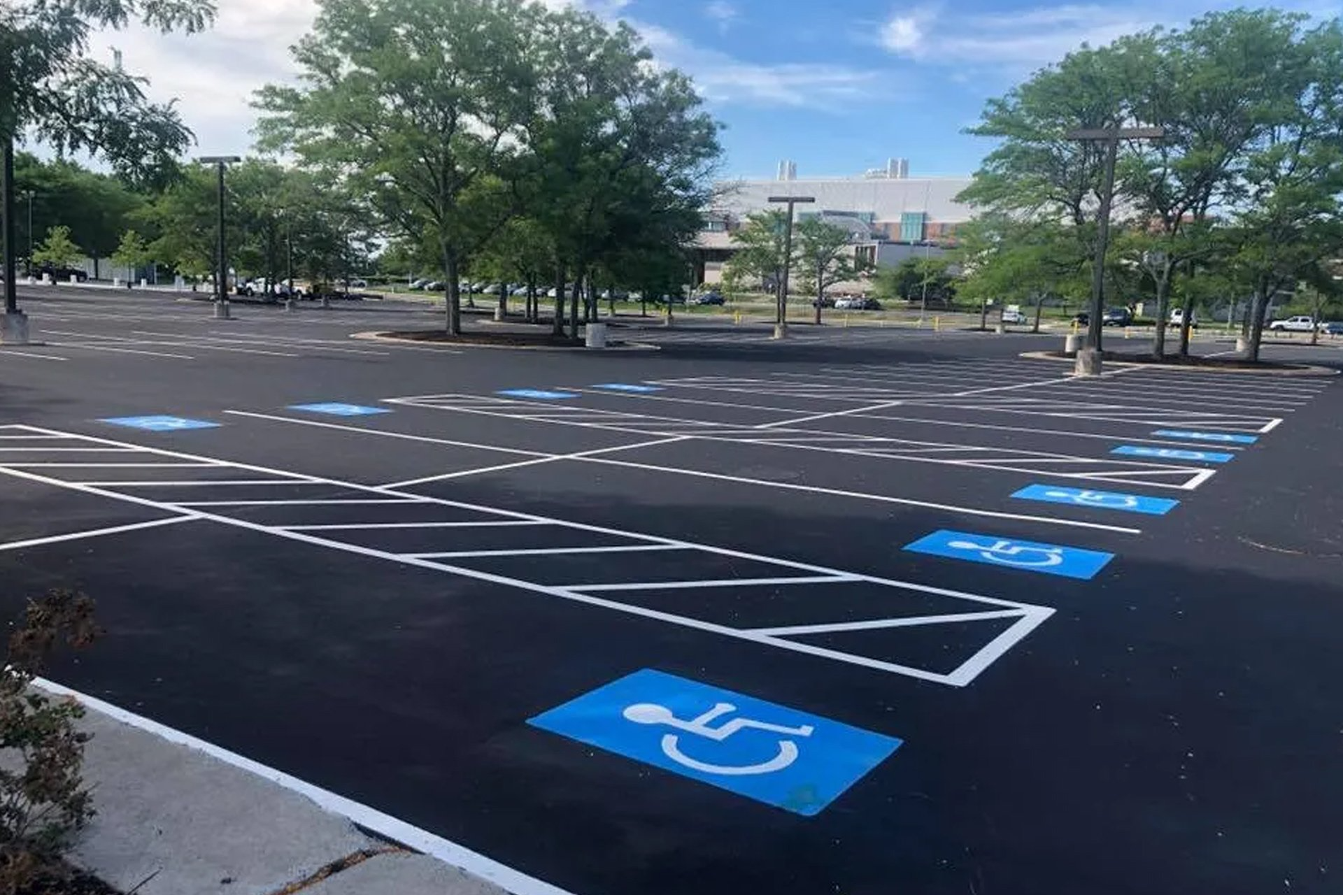 Empty parking lot with blue handicap spaces marked on black pavement, lined by trees