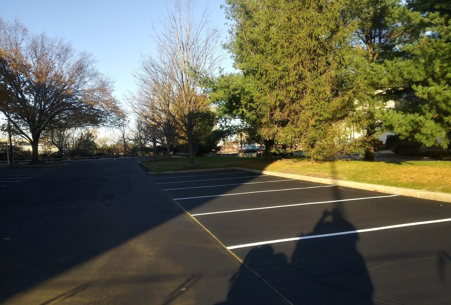 Empty parking lot with white striped markings, surrounded by trees in warm sunlight