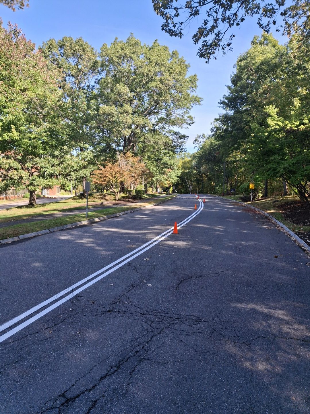 Tree-lined road with double white lines and a single orange cone in the center.
