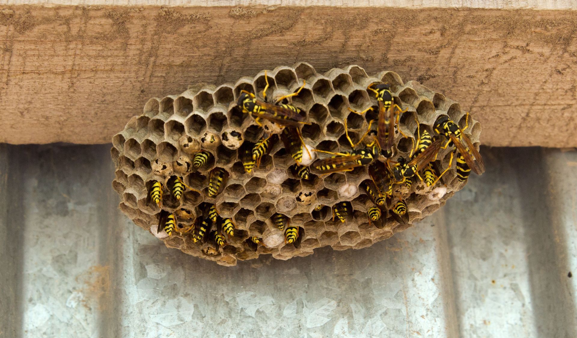 local hive removal service