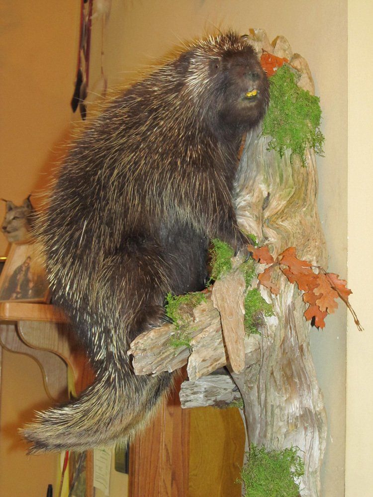 Taxidermy