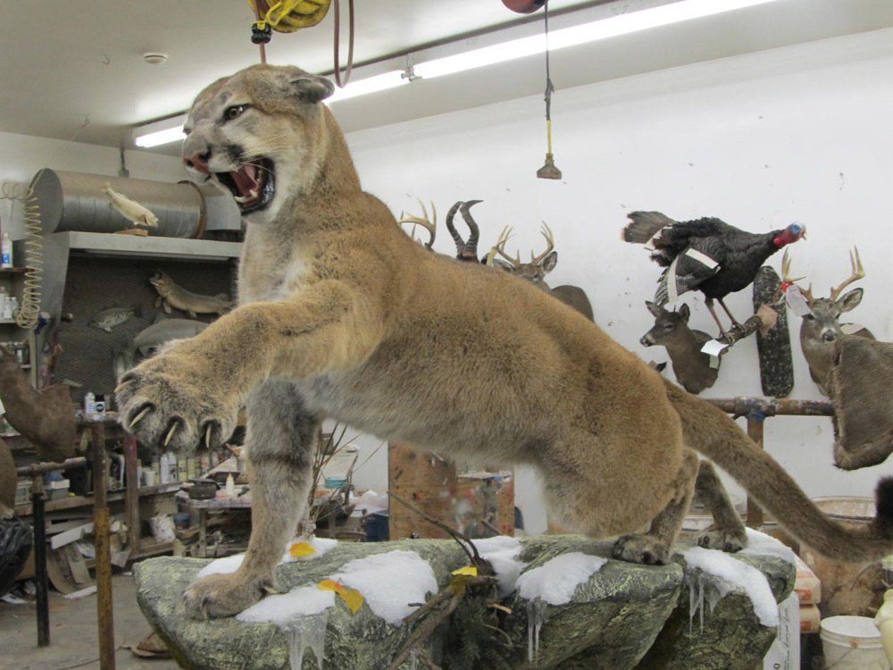 Taxidermy