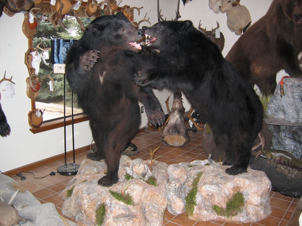 Taxidermy