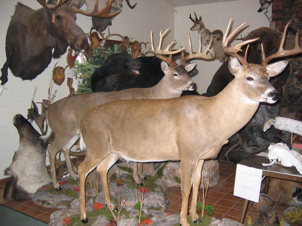 Taxidermy