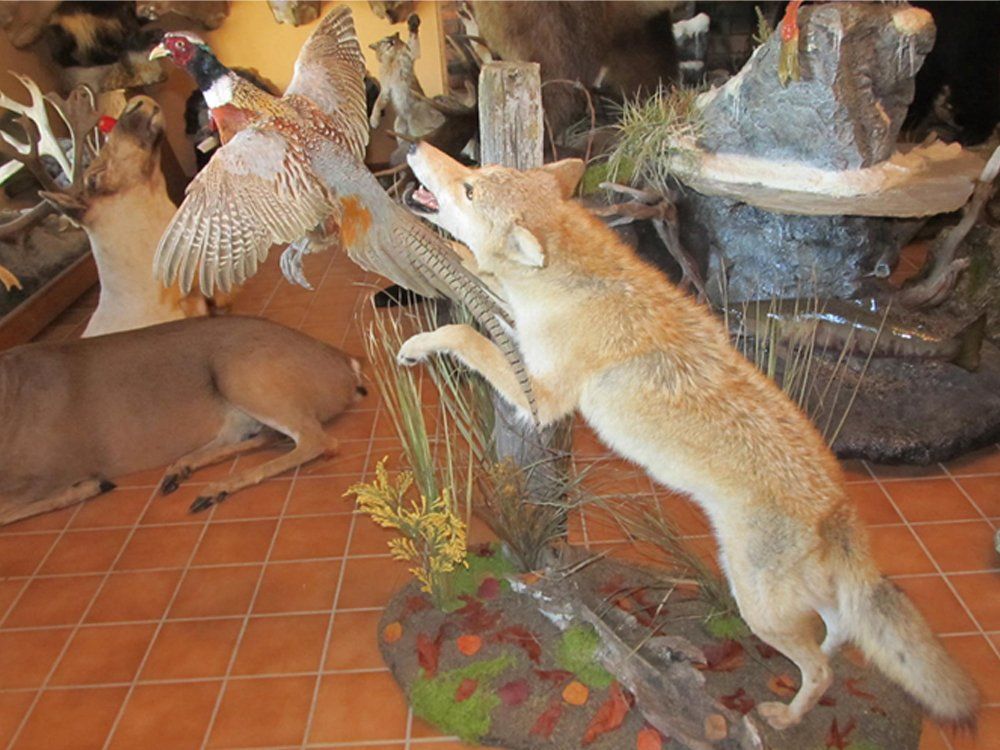 Taxidermy