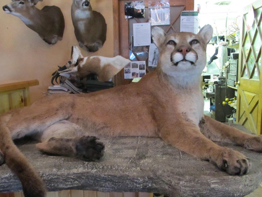 Taxidermy
