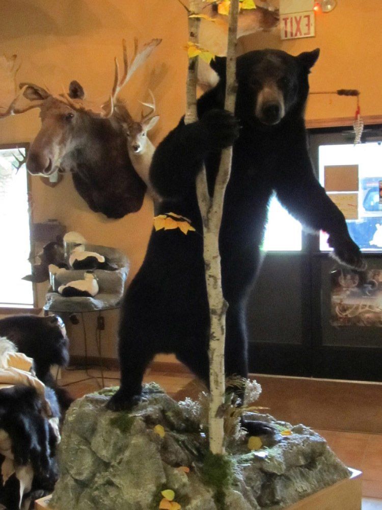 Taxidermy