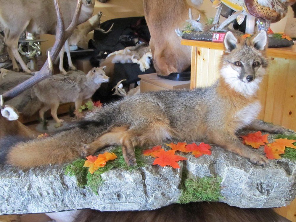 Taxidermy