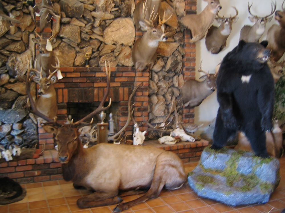 Taxidermy