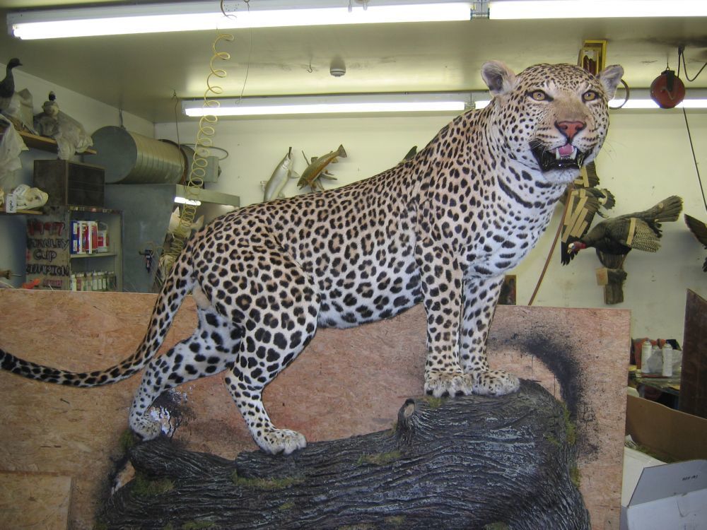 Taxidermy