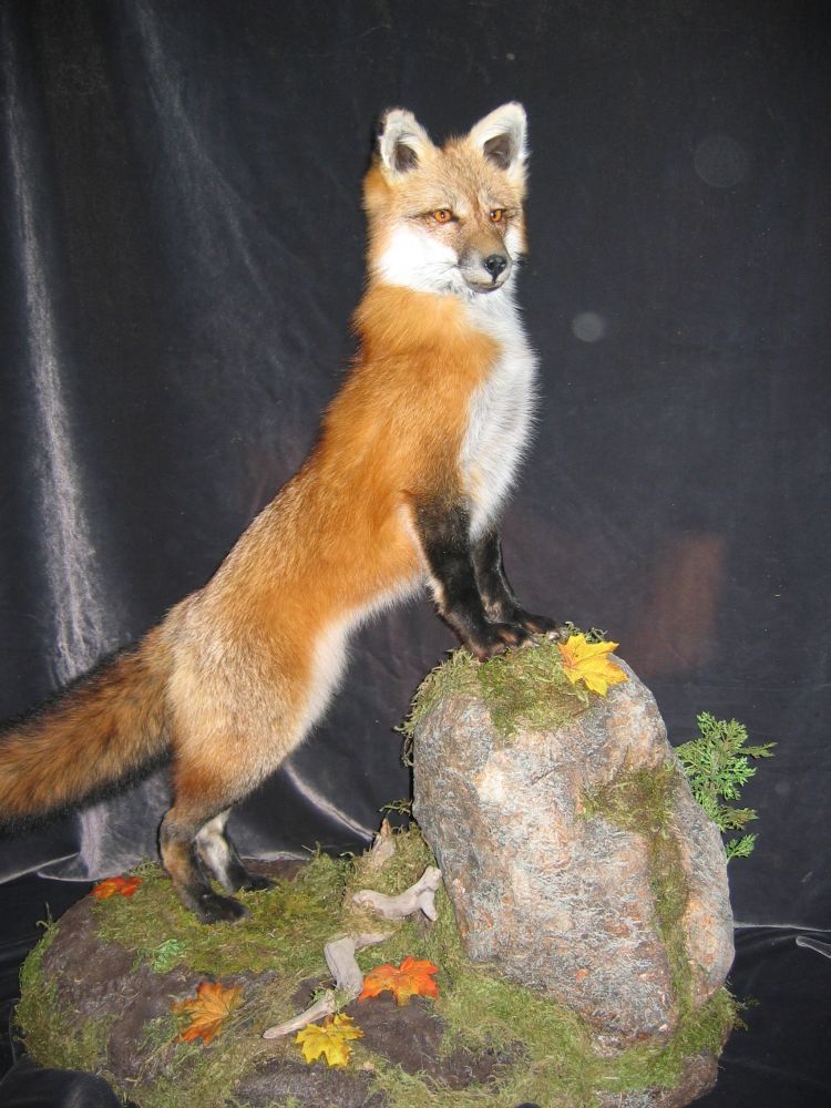 Taxidermy