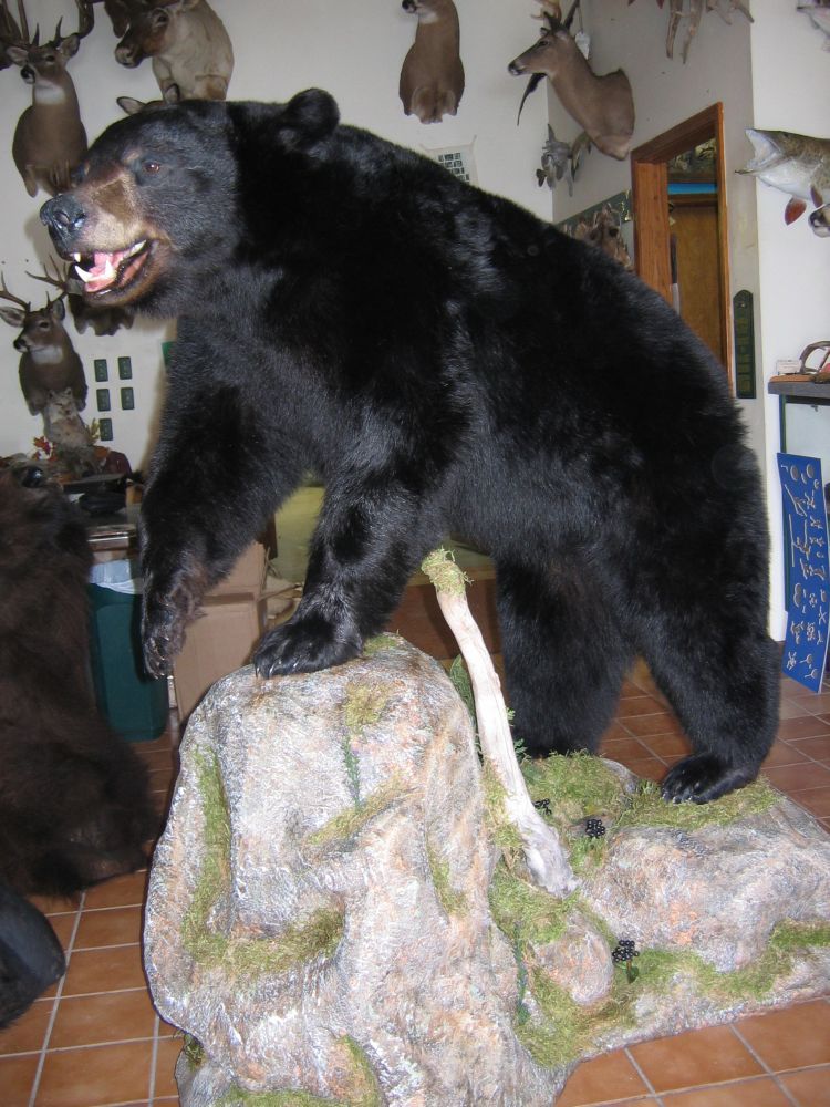 Taxidermy
