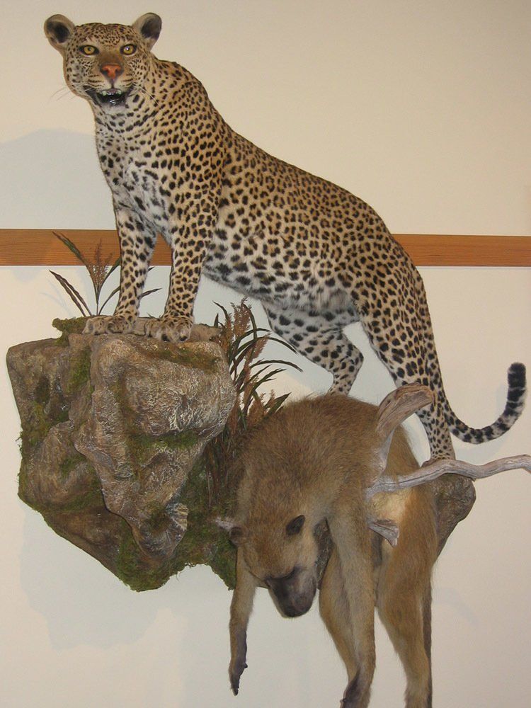 Taxidermy