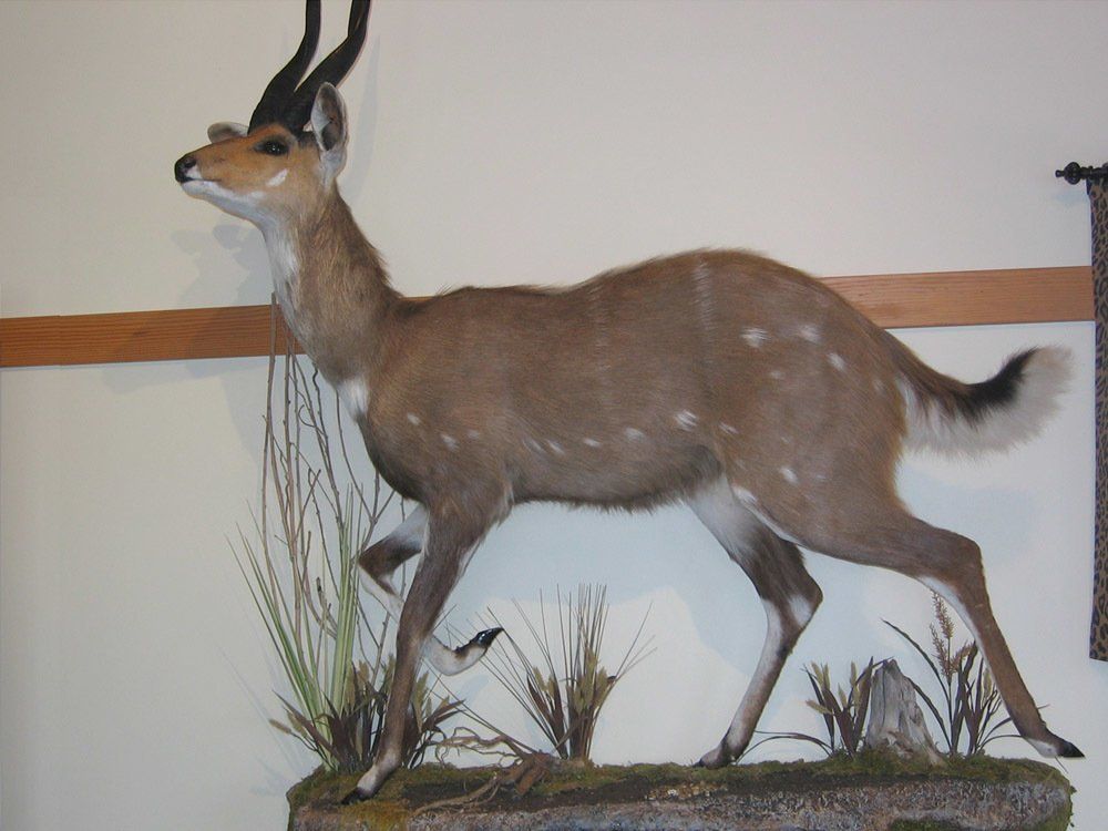 Taxidermy