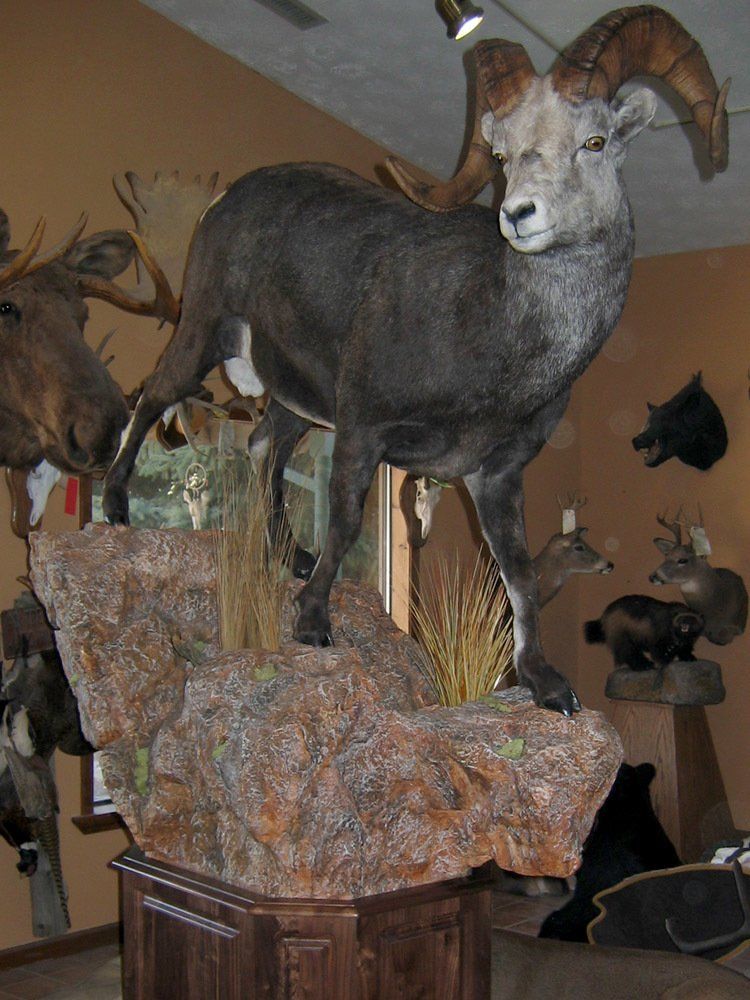 Taxidermy