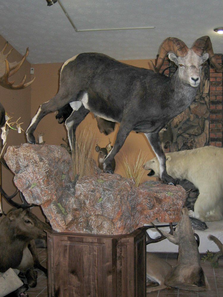 Taxidermy