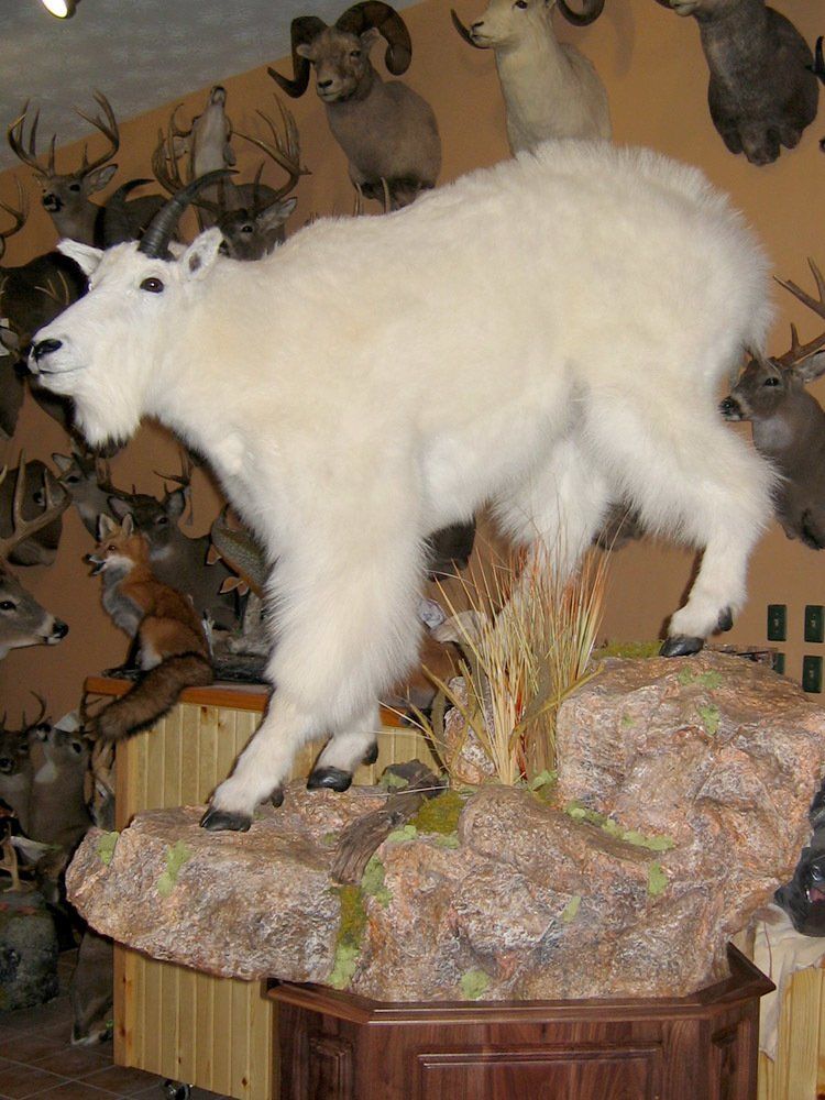 Taxidermy