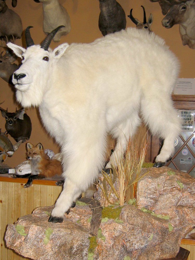 Taxidermy