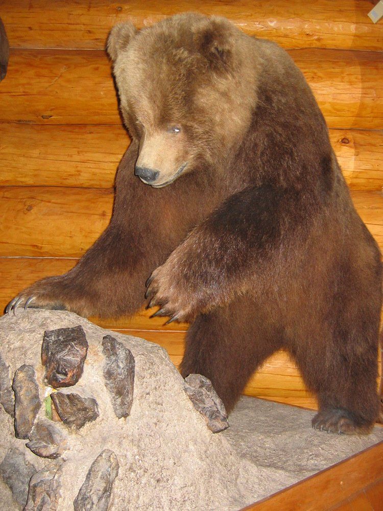 Taxidermy