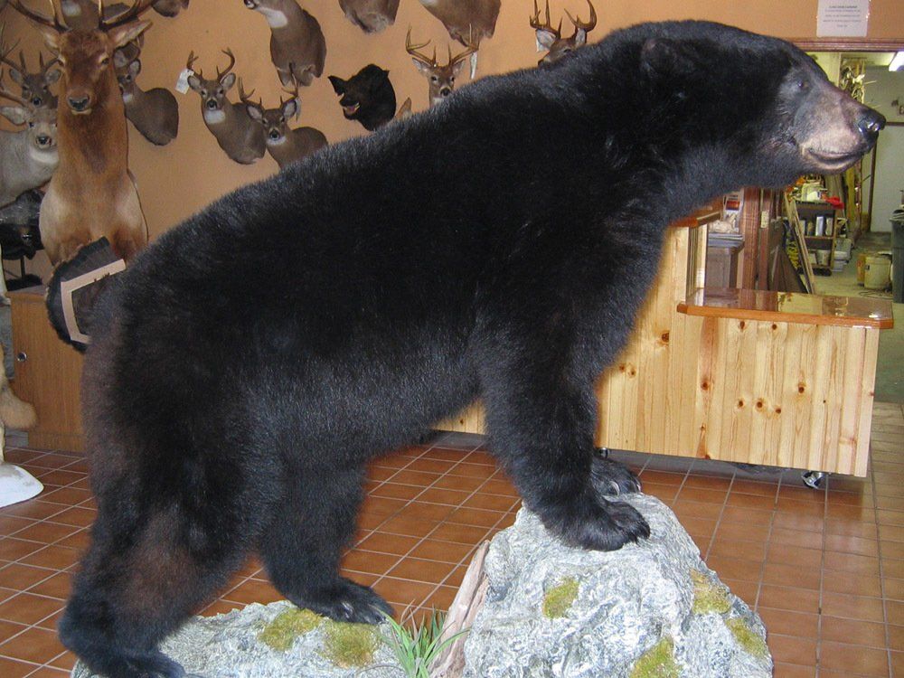 Taxidermy