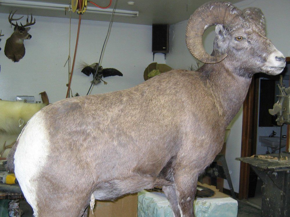 Taxidermy