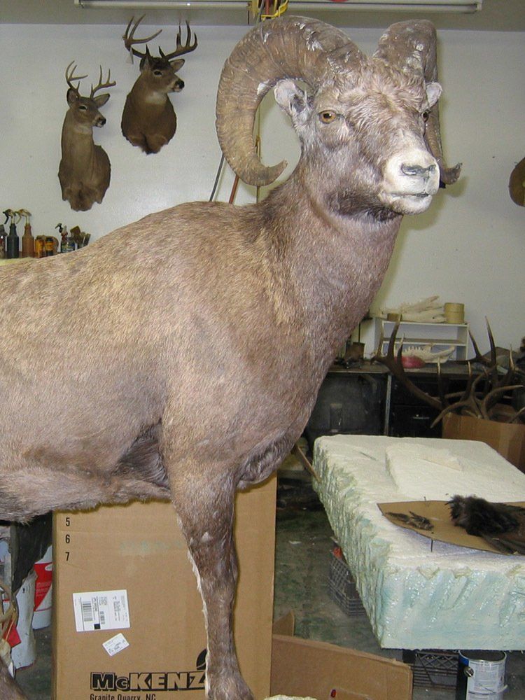 Taxidermy
