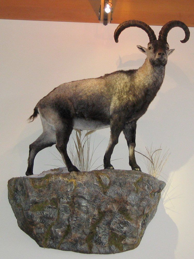 Taxidermy