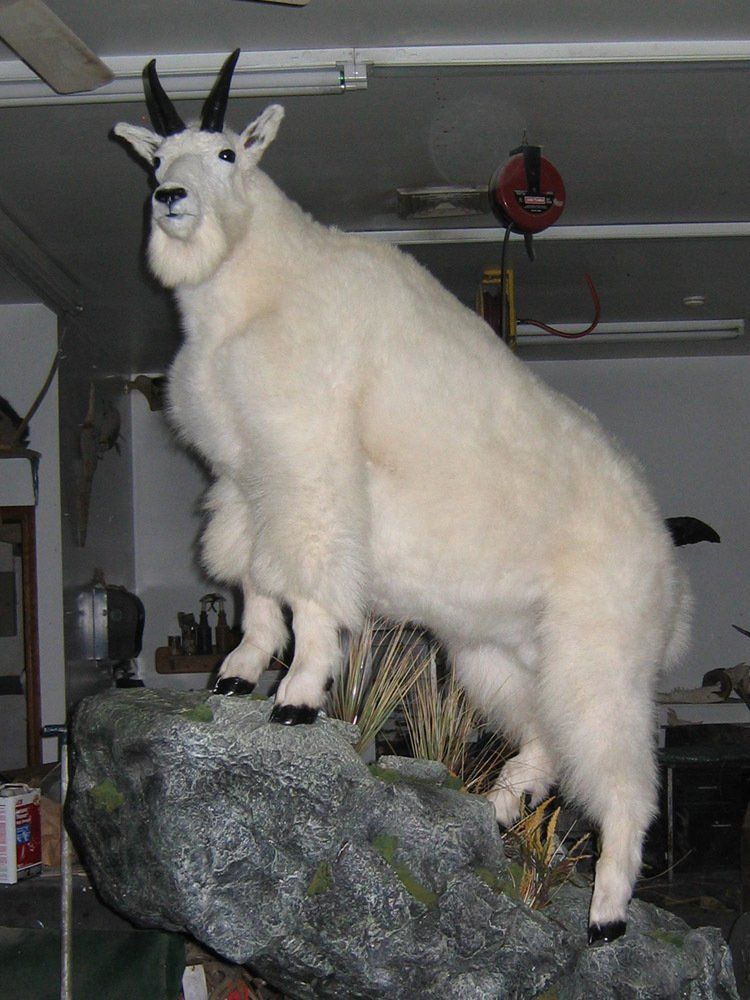 Taxidermy