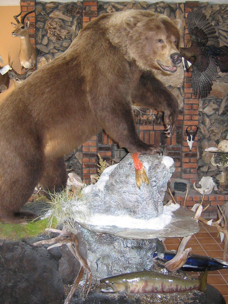 Taxidermy