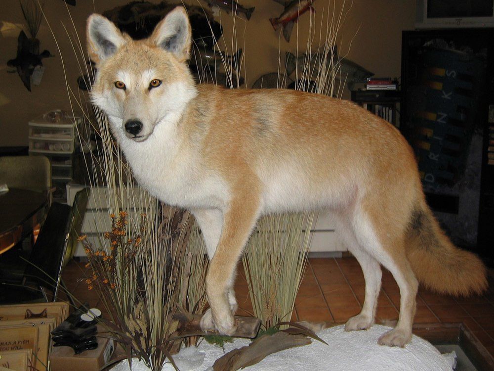 Taxidermy