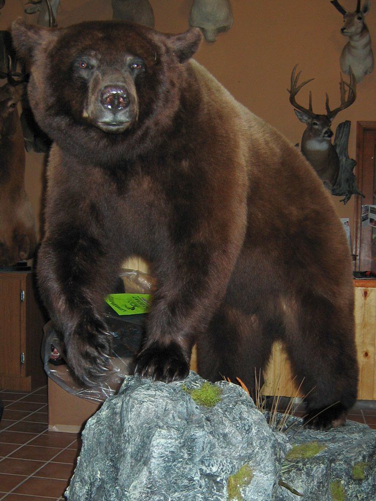 Taxidermy