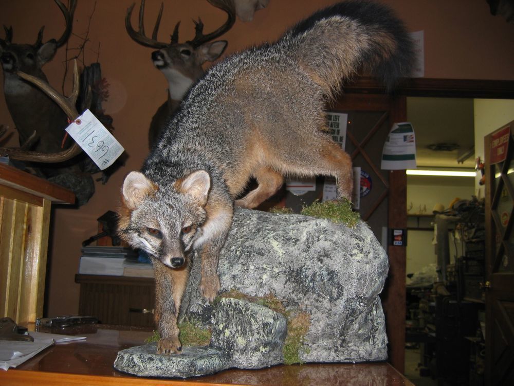 Taxidermy