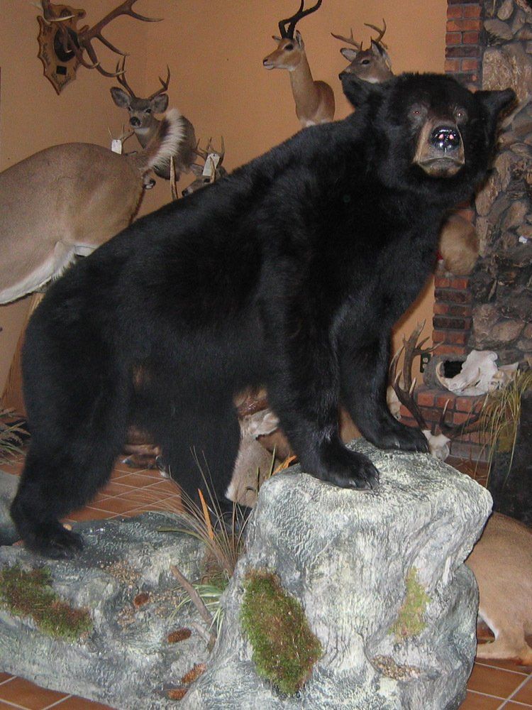 Taxidermy