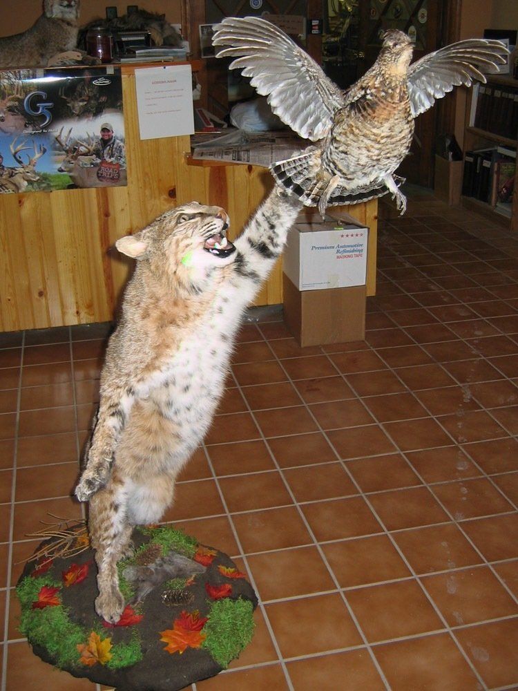 Taxidermy