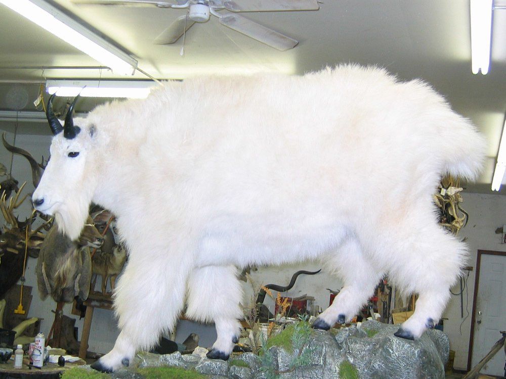 Taxidermy