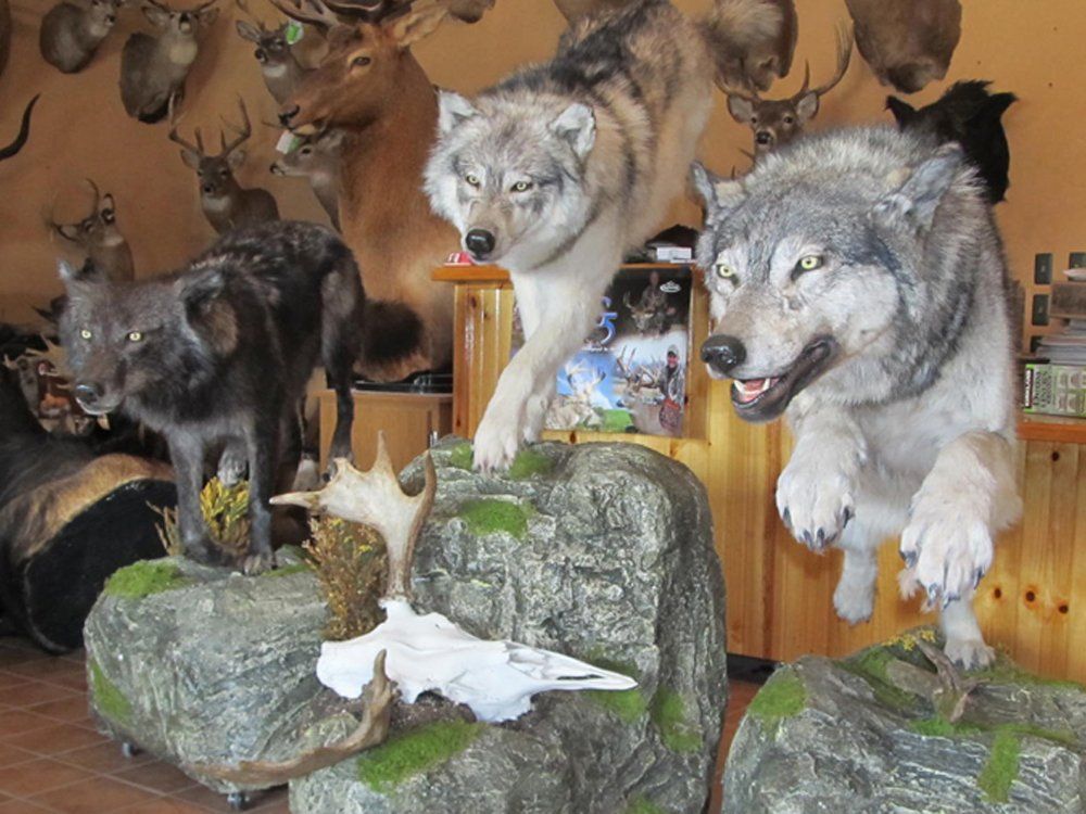 Taxidermy