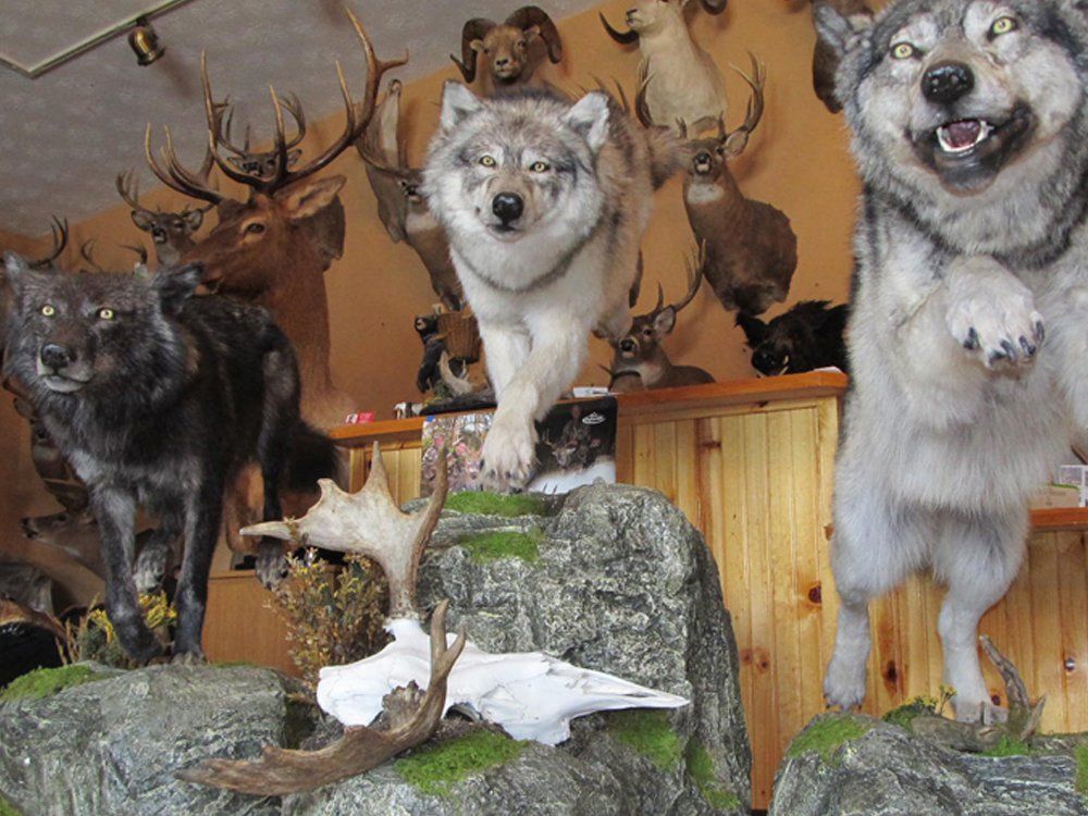 Taxidermy