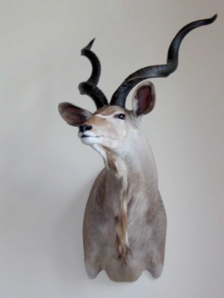 deer shoulder