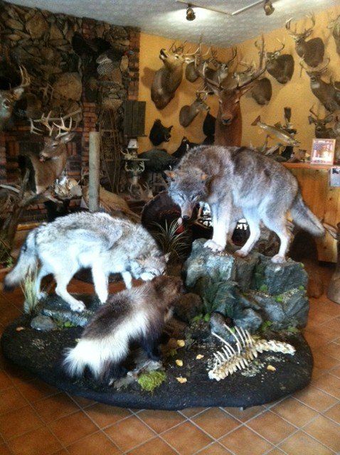 Taxidermy
