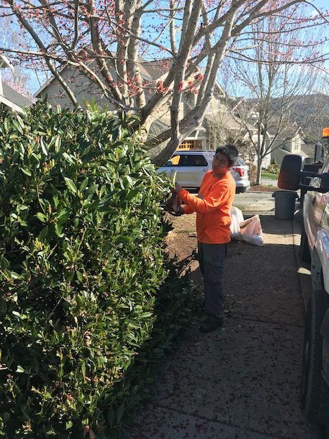 Landscaper performing landscape maintenance